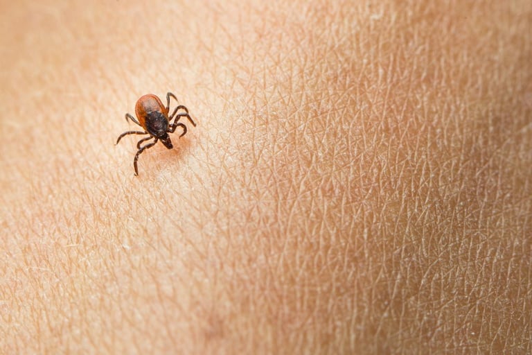 A tick sucking blood