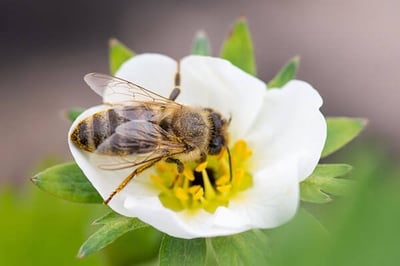 Bee on top of a white flower
