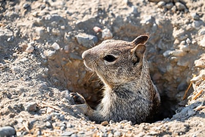 A California ground squirrel looking out from its burrow