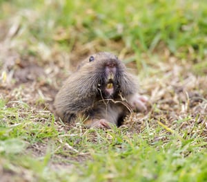 A gopher looking out from its burrow