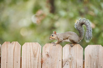 A tree squirrel crawling across the top of a fence