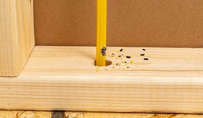 Droppings and property damage caused by rat pests.
