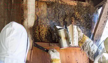 Pest control specialists in the process of smoking out bees prior to removal