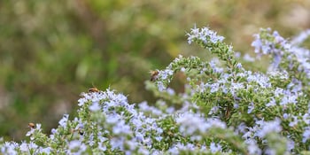A scene full of flowers with bees on top of some of them