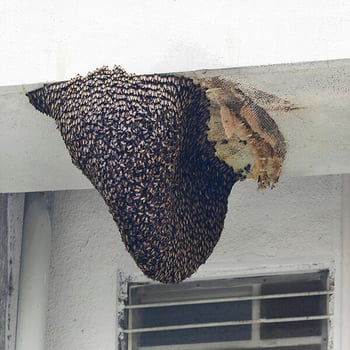 A large beehive situated under a building's overhang, the beehive is covered in bees and is starting to fall off due to the sheer weight of the construction