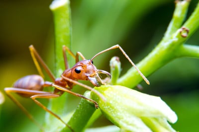 A close-up shot of a fire ant on a plant stem