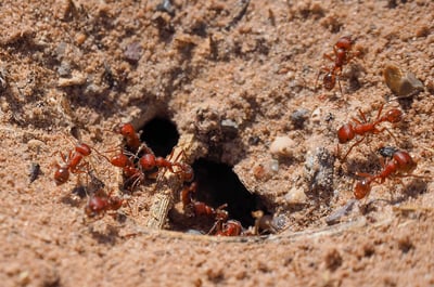 Some fire ants around their nest entrance