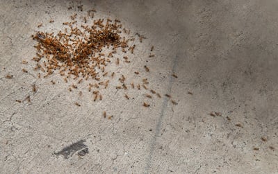 A swarm of fire ants on concrete