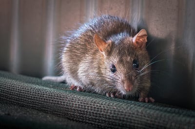 A close-up shot of a Norway rat
