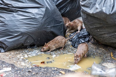 Norway rats scurrying around some trash bags