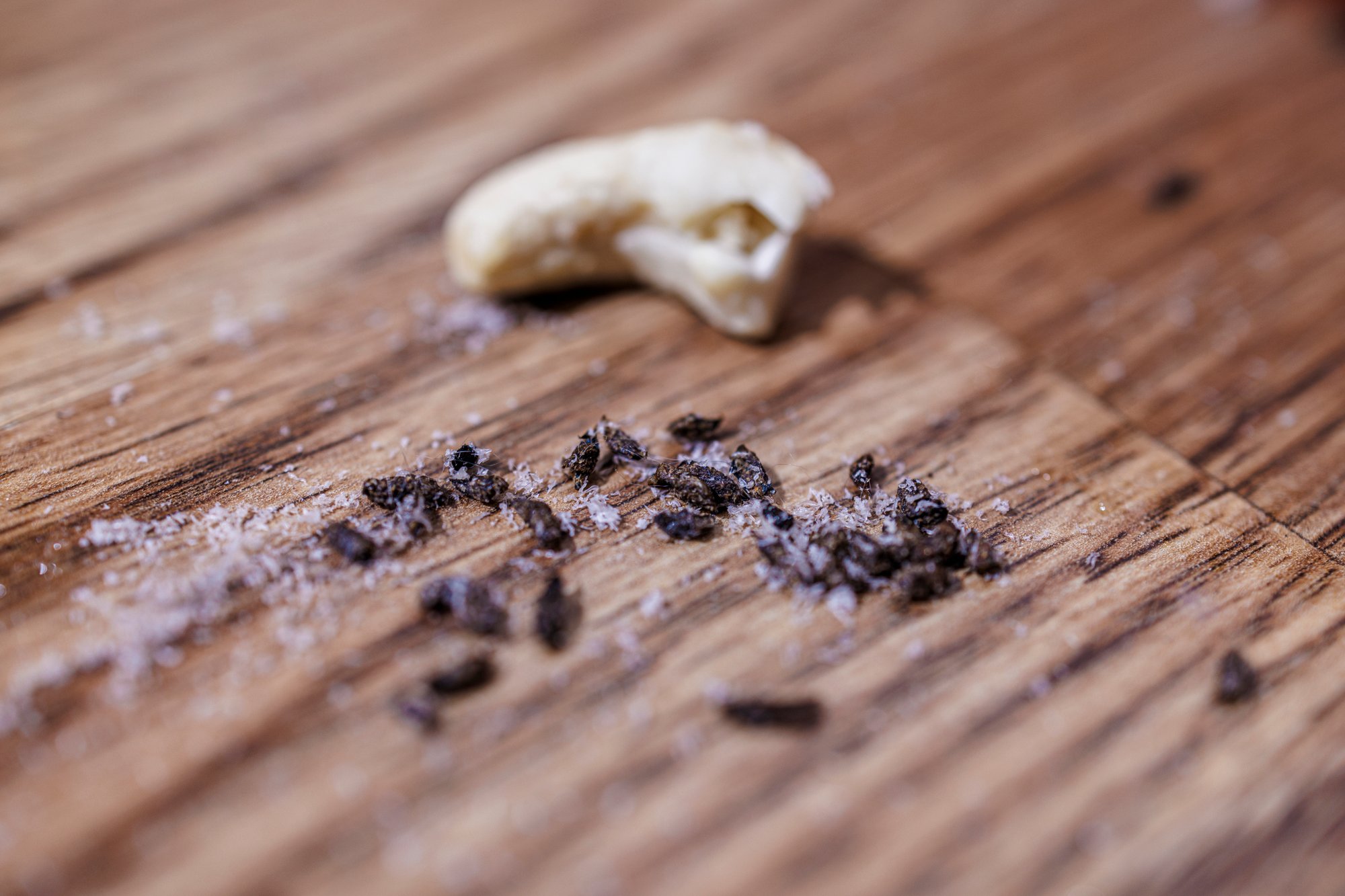 rat droppings on wood floor