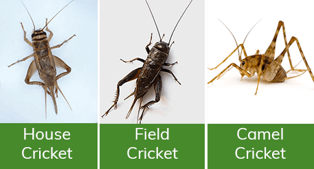 aipm-10273-cricket-types