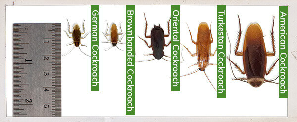 aipm-10540-cockroach-types-in-california