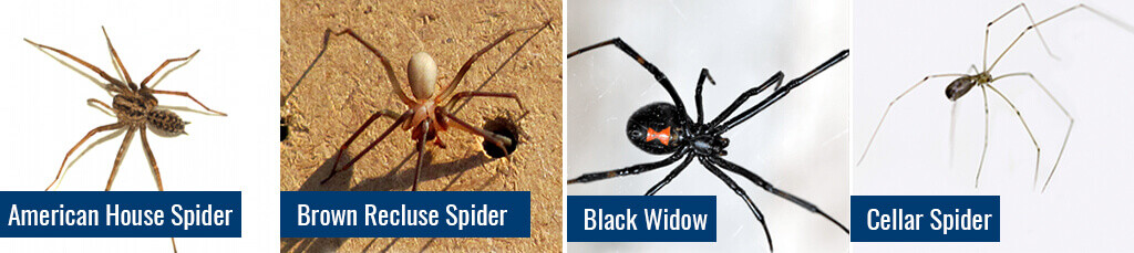 aipm-10540-common-california-spiders