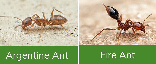 aipm-10540-types-of-ants-in-california
