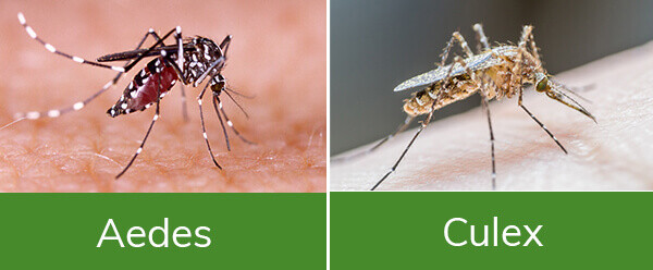 aipm-10540-types-of-mosquitoes-in-california