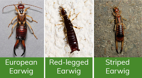 Types of pincher bugs: European earwig, Red-Legged earwig, Striped earwig