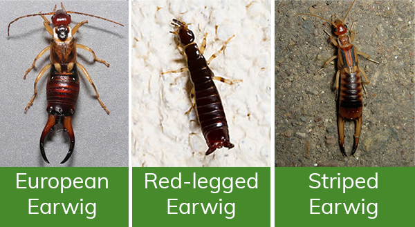 Why are Pincher Bugs in My House? Discover Hidden Reasons 4 Why are Pincher Bugs in My House? Discover Hidden Reasons
