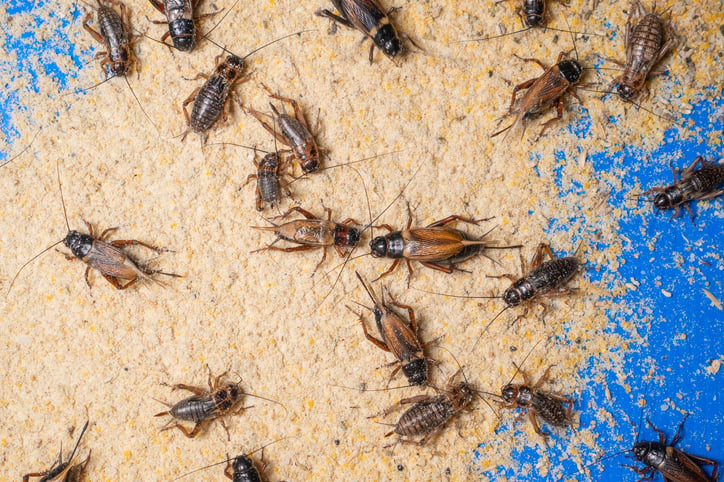Close up of house crickets on a blue wall