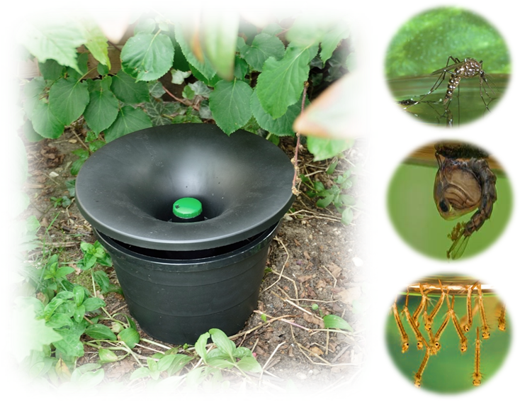 In2Care Mosquito Station set in the shade of some bushes. Image also shows mosquito larvae and adult.