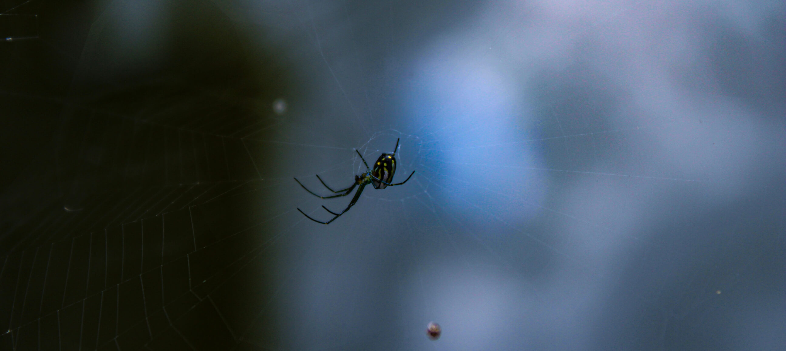 Spider spinning its web against a dark and eery background.