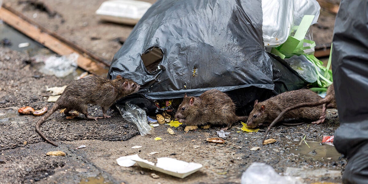 Rats digging through garbage