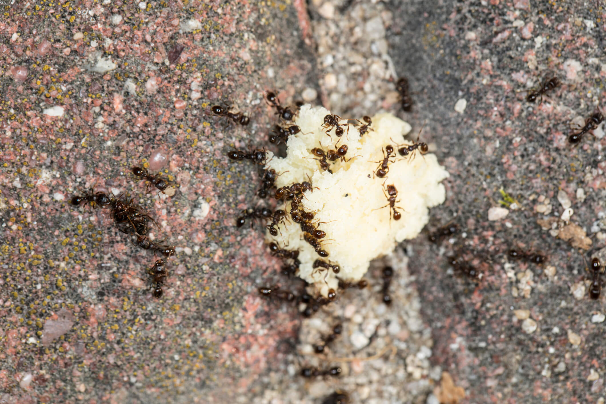 Ants eating food crumbs on ground.