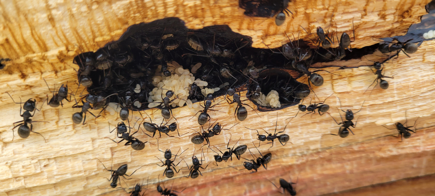 Ant Control: Keeping Your Southern California Home Ant-Free