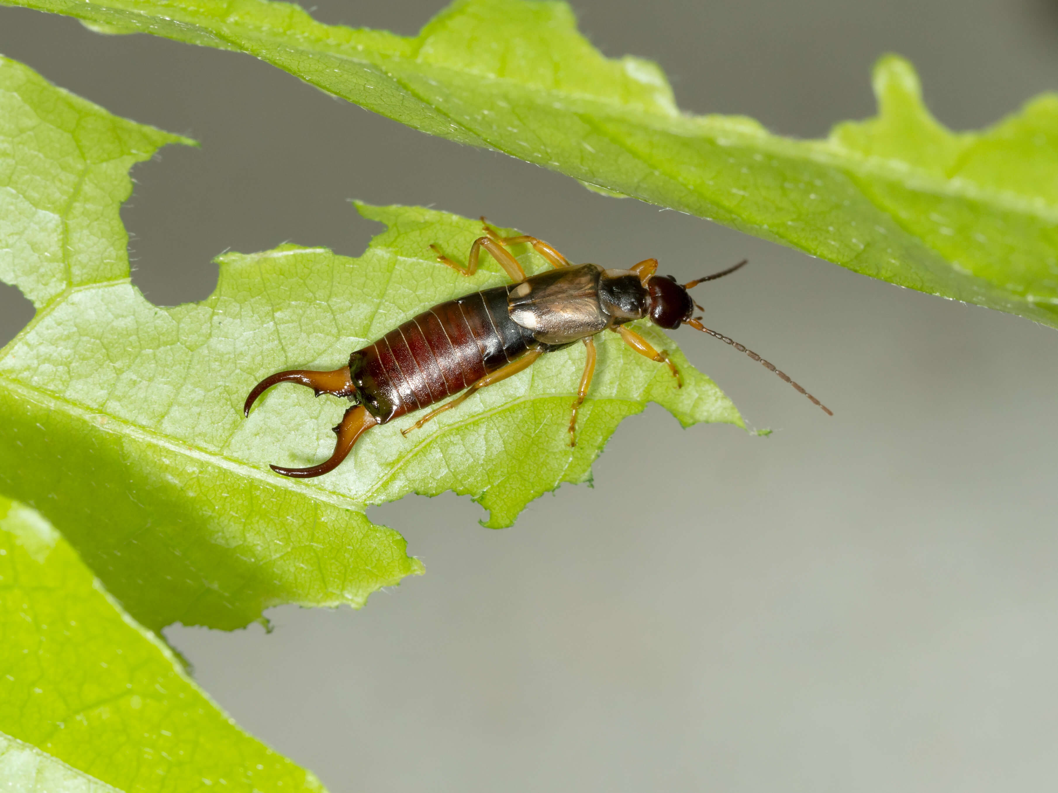 Pincher bug (earwig) on a half-eaten plant leaf.