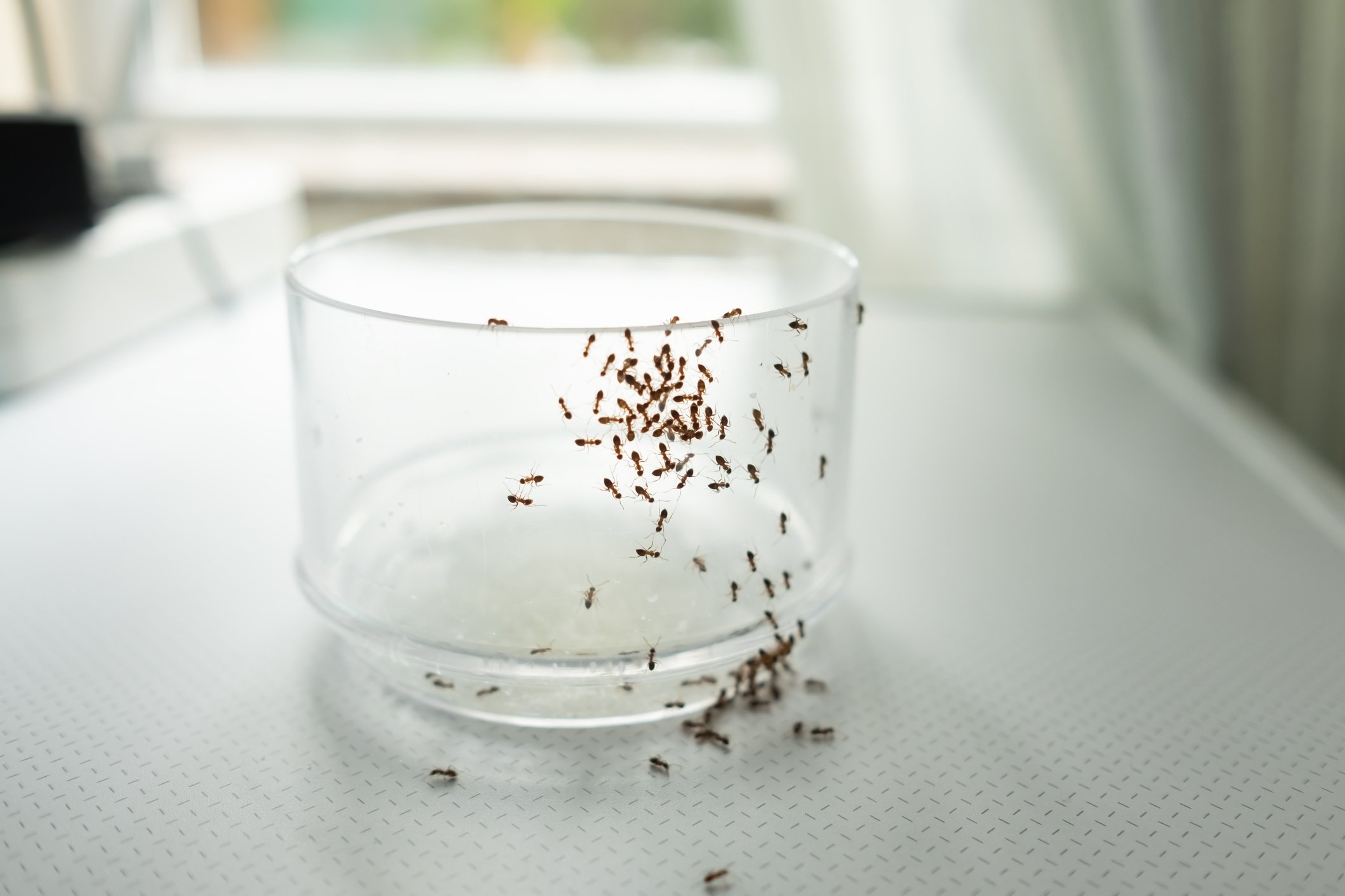 Ants on climbing on an empty glass cup on the kitchen counter