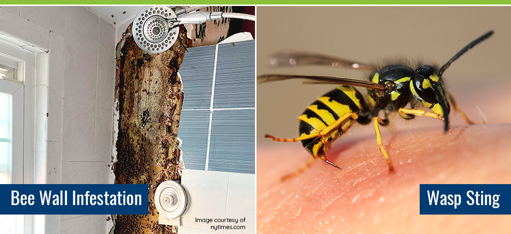 Left picture: bee wall infestation in bathroom. Right picture: wasp sting close up. 