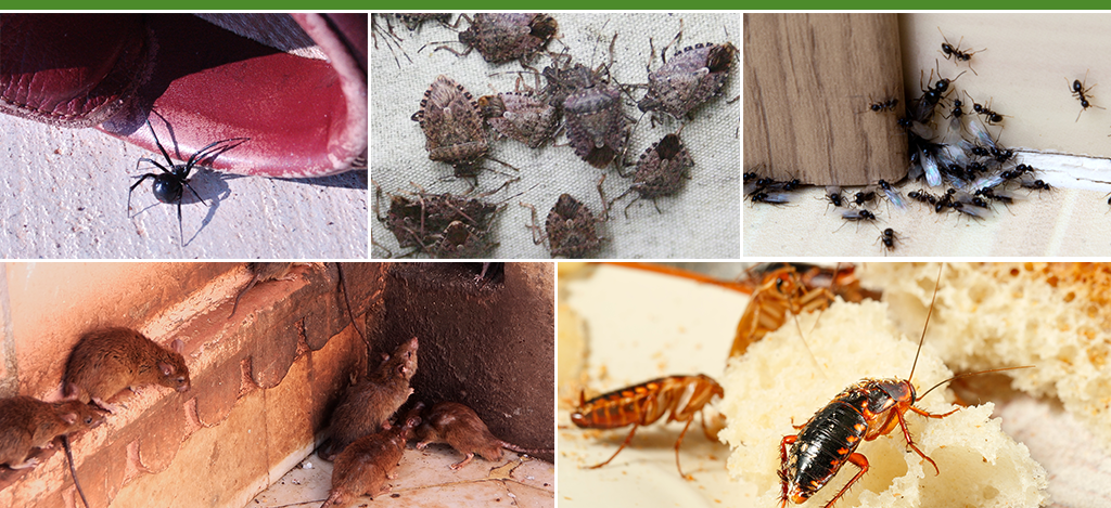 Pictures from top row: black widow going into shoe; stink bugs; ants coming out under doorframe. Pictures from bottom row: Rats walking against brick wall in a house; Roaches walking on bread and eating it.