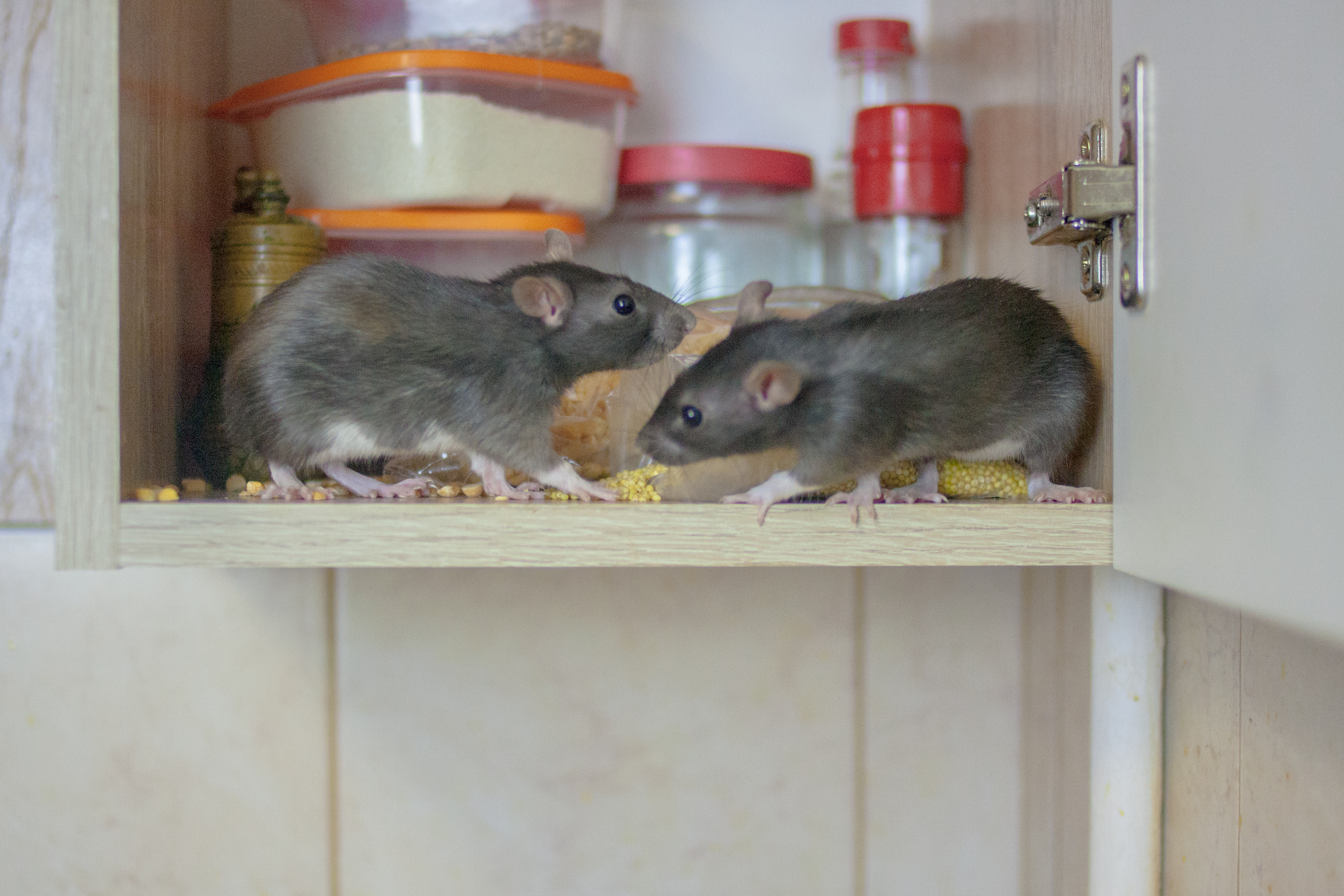 Two mice in cupboard with food containers in the background and crumbs in cabinet