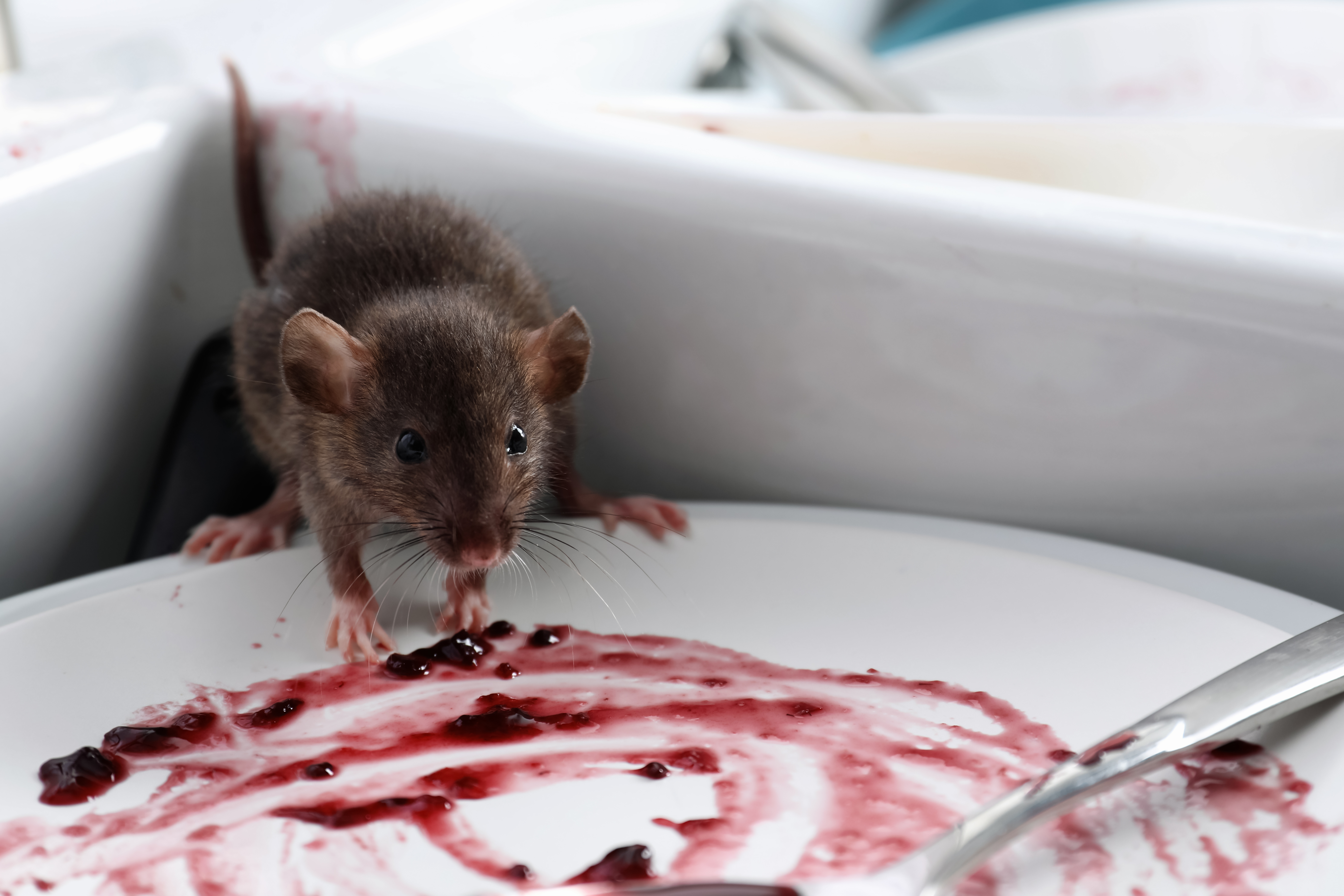Rat on plate with cranberry sauce