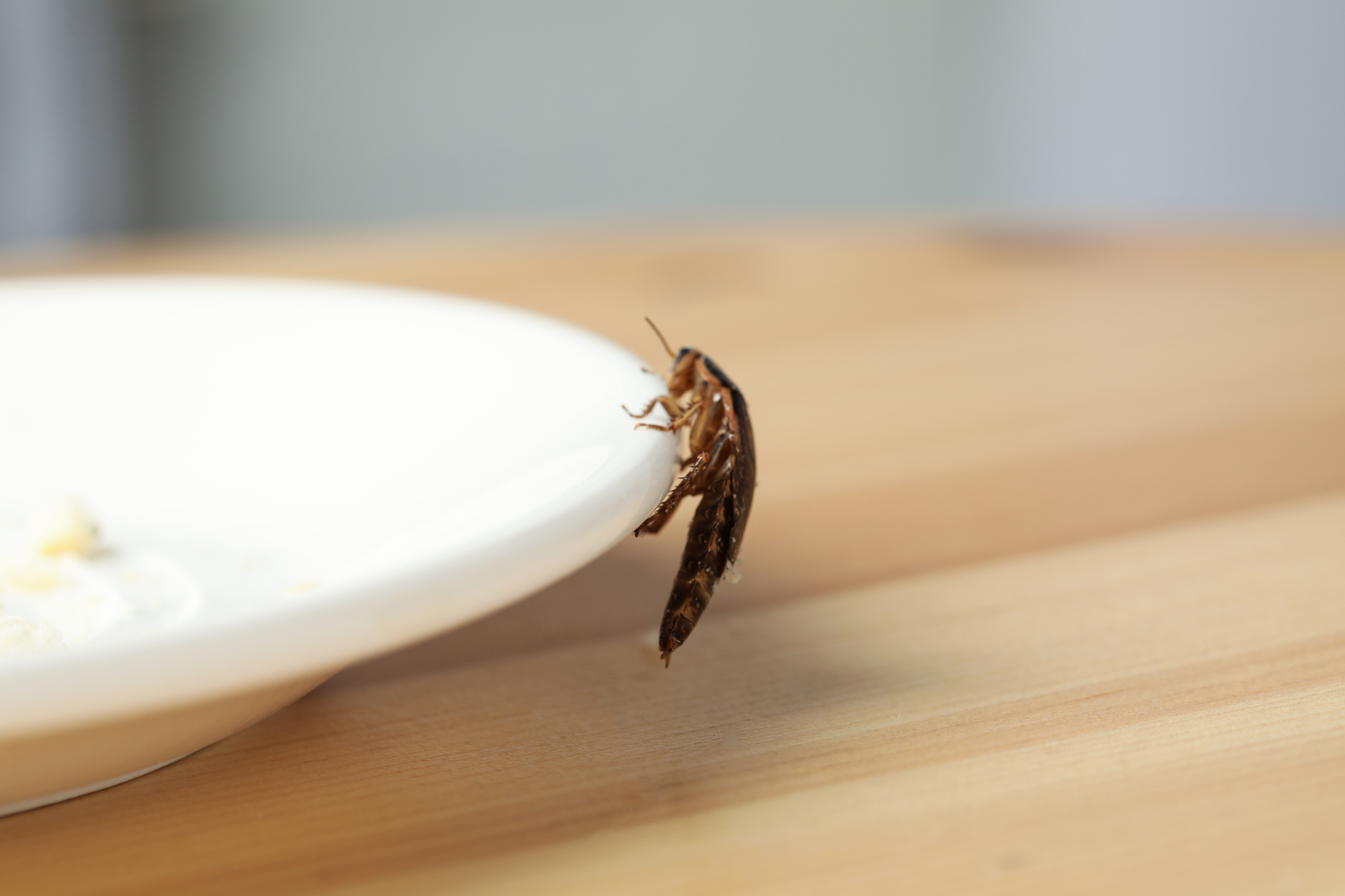 Roach climbing white plate on dinner table