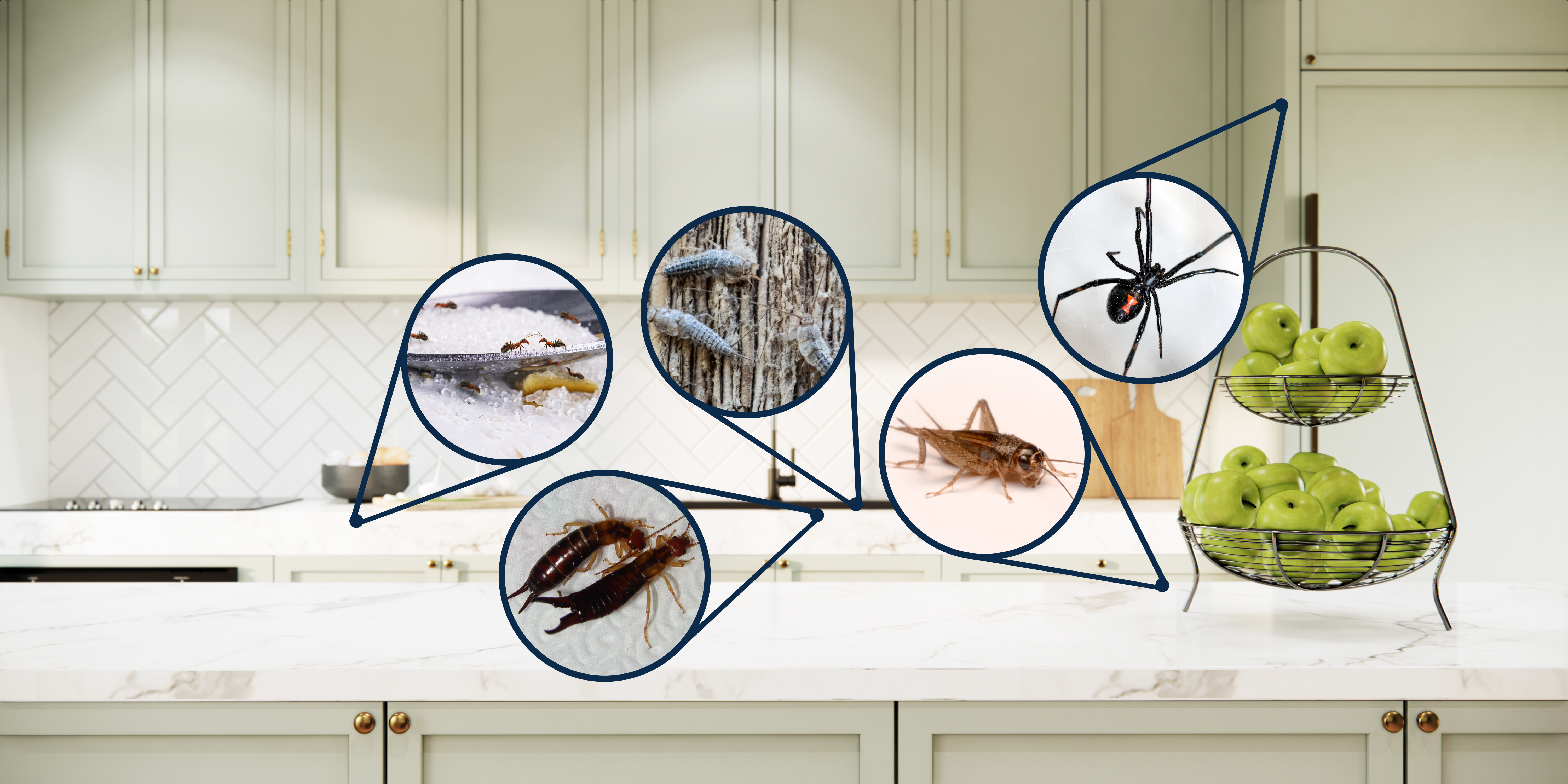 5 common spring bugs and how to get rid of them