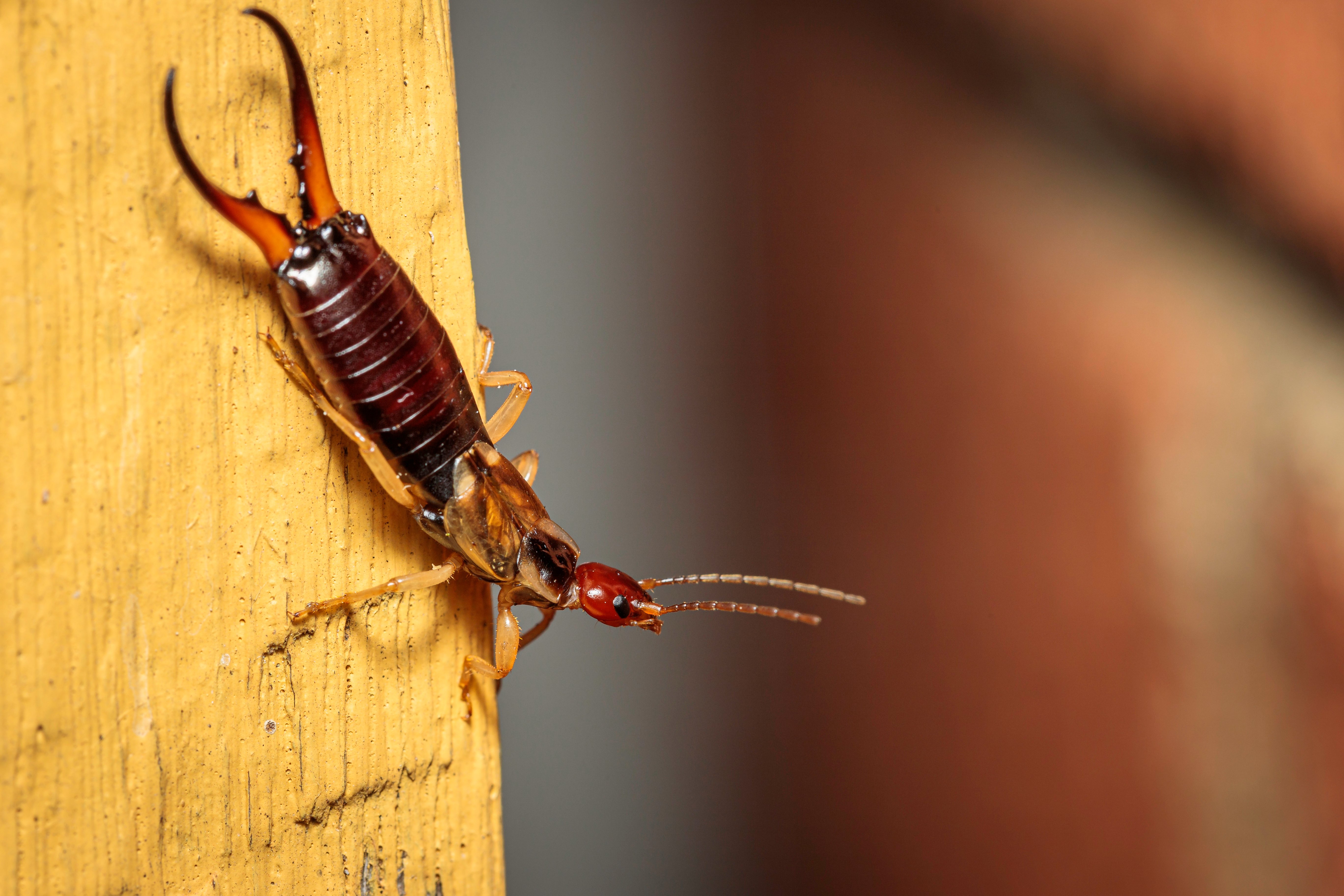 Earwig, also known as pincher bug, standing on wood column inside a home.