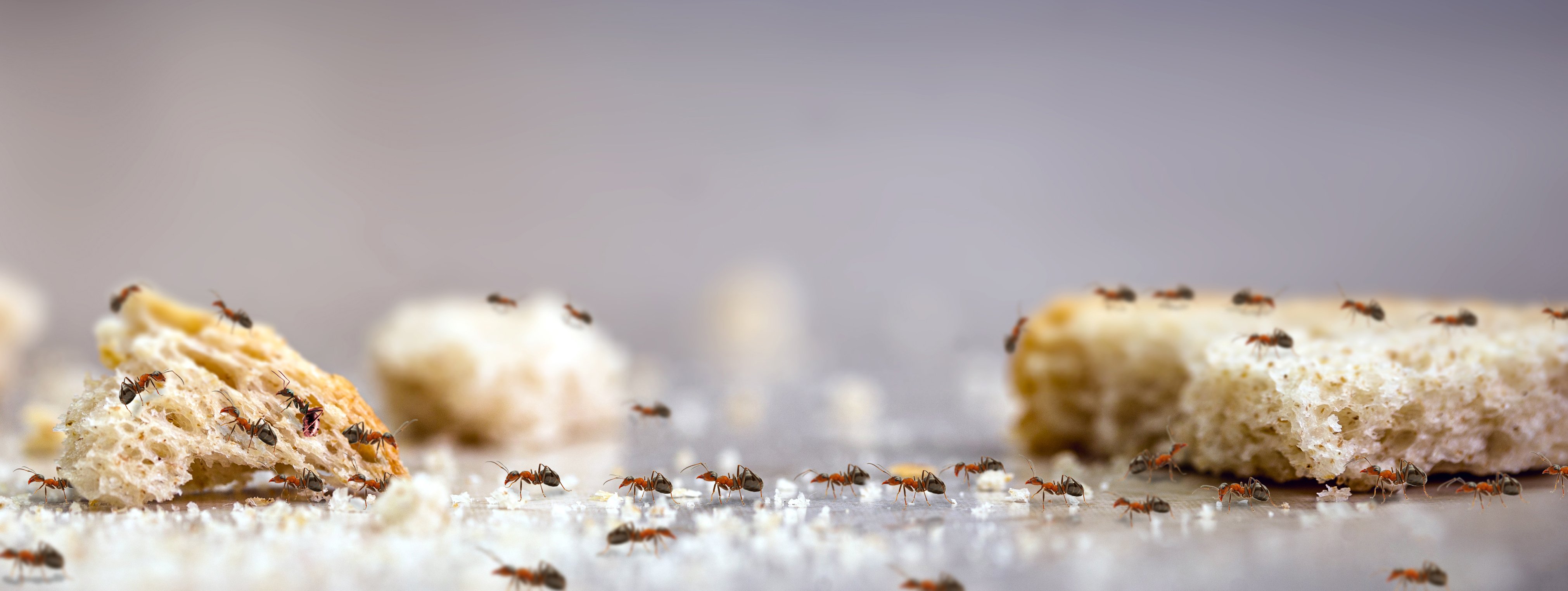 Ants eating bread crumbs on kitchen floor
