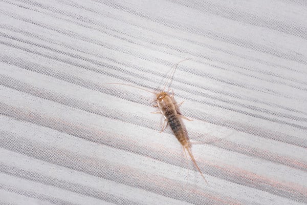 Silverfish on a piece of fabric