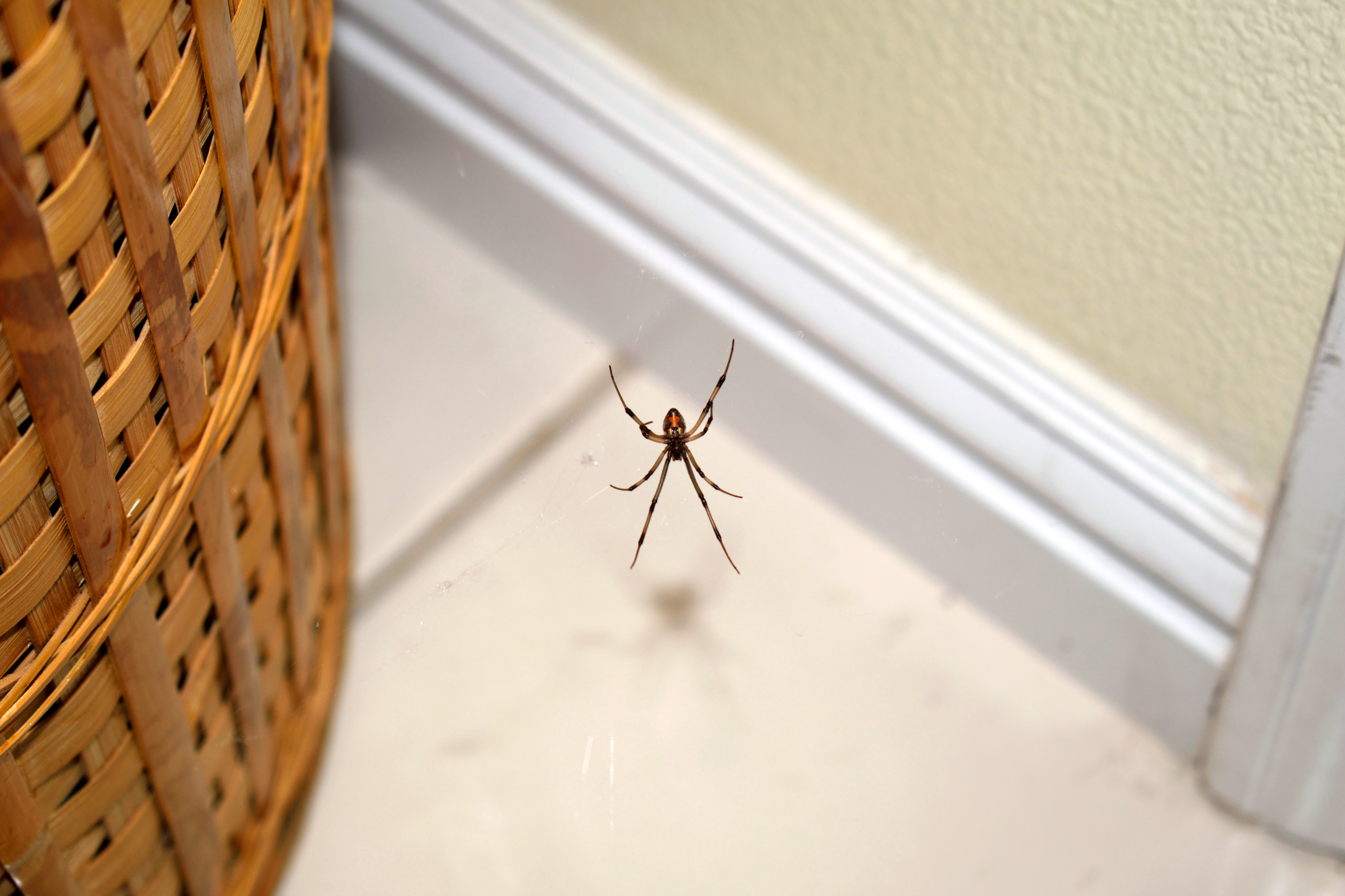 clothes basket against beige wall and spider web with black widow on it