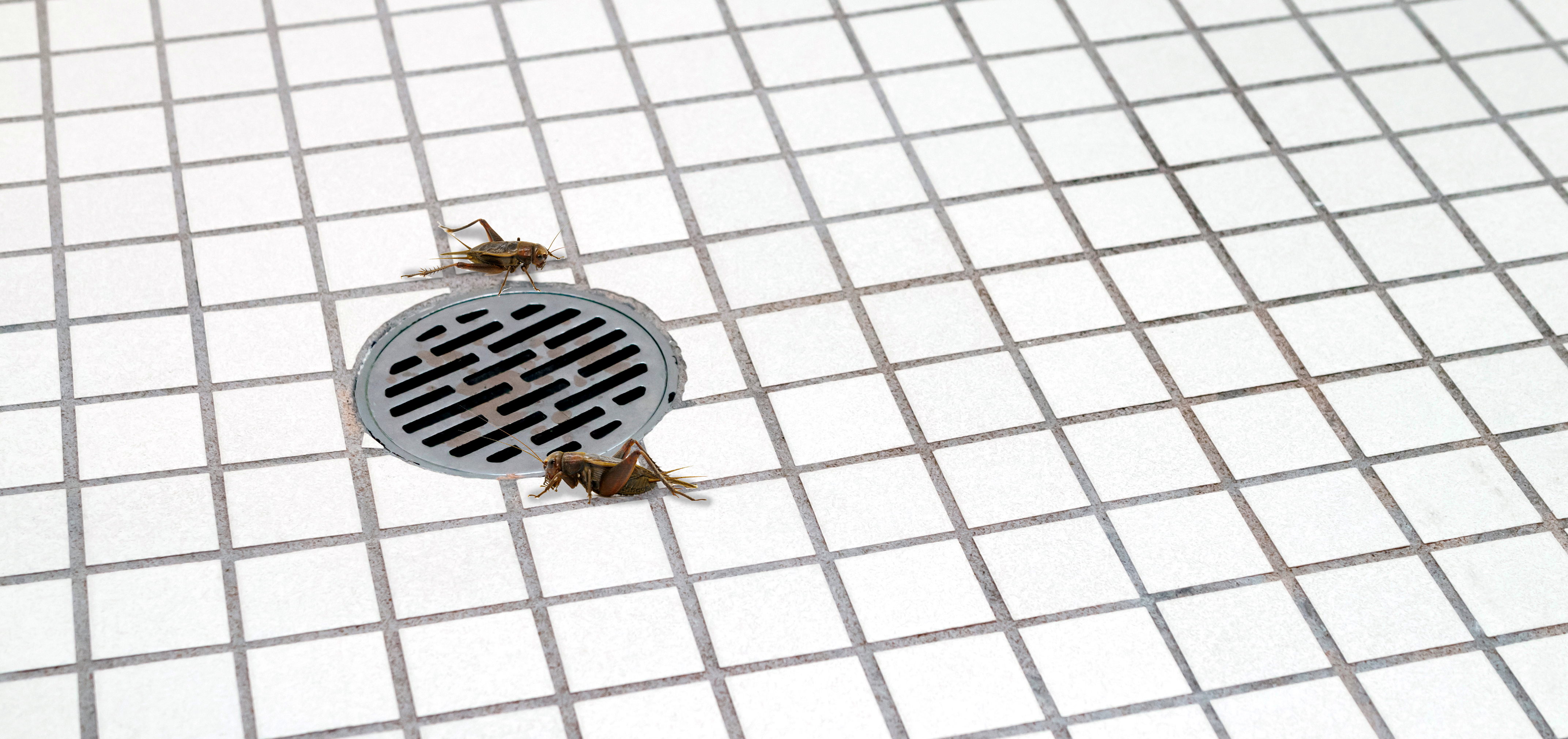Two house crickets by a shower drain