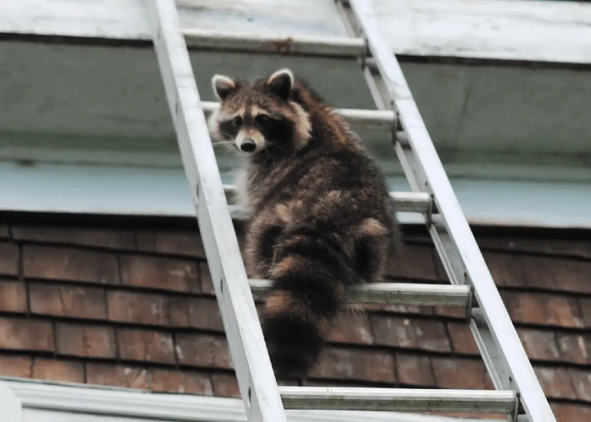 raccoon climbing on the ladder to the roof
