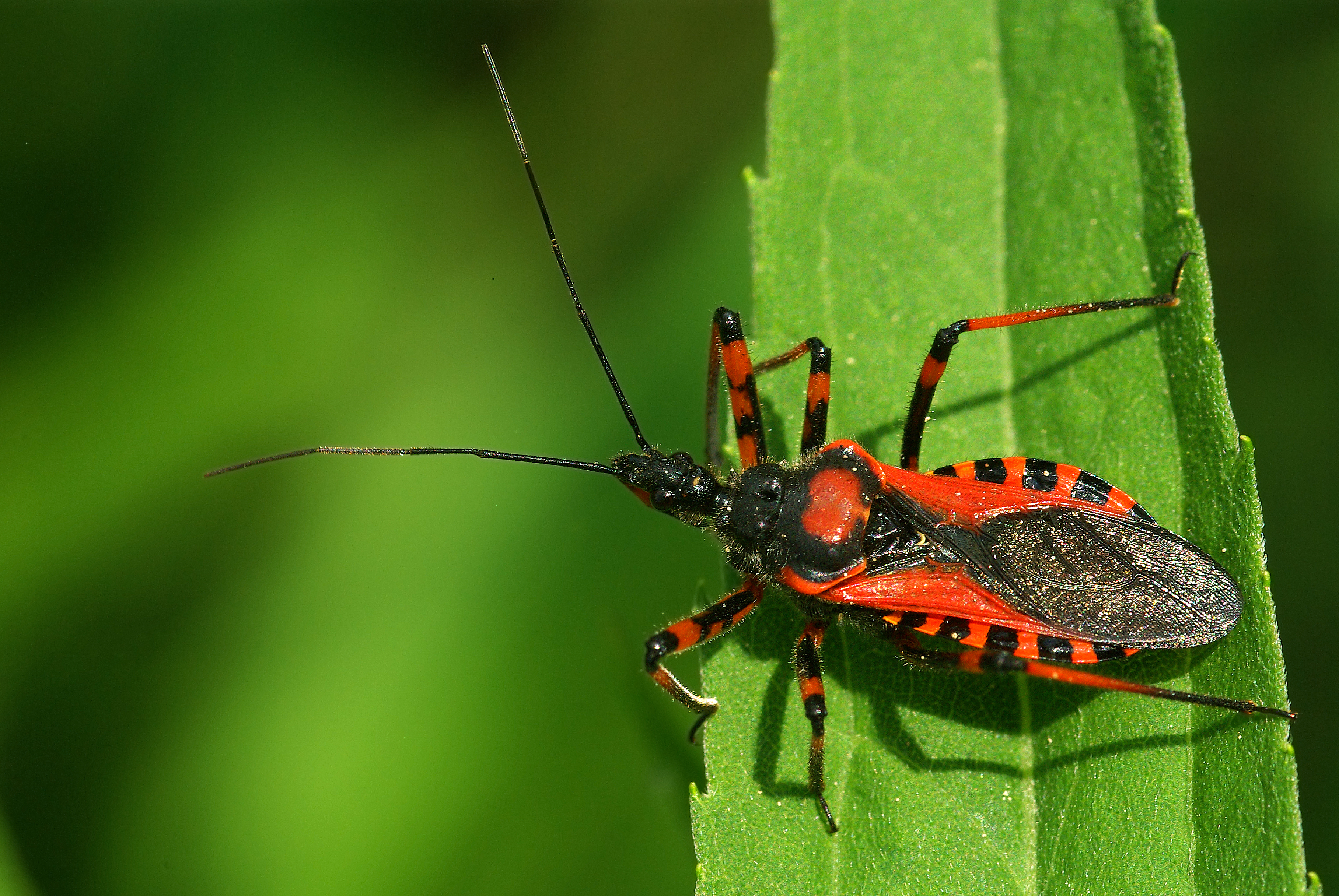 up close image of an assassin bug