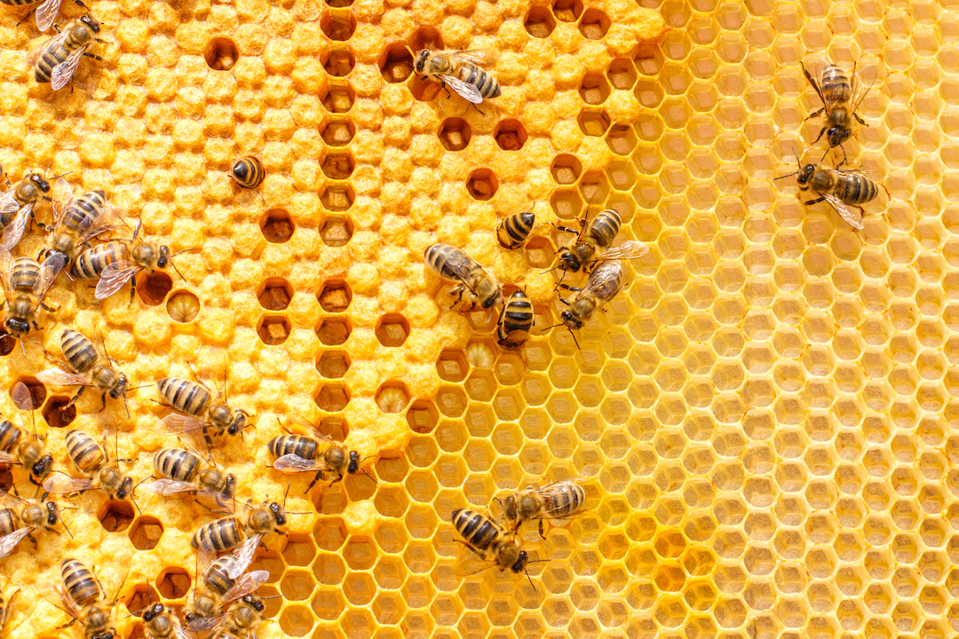 Honey bees building honey comb