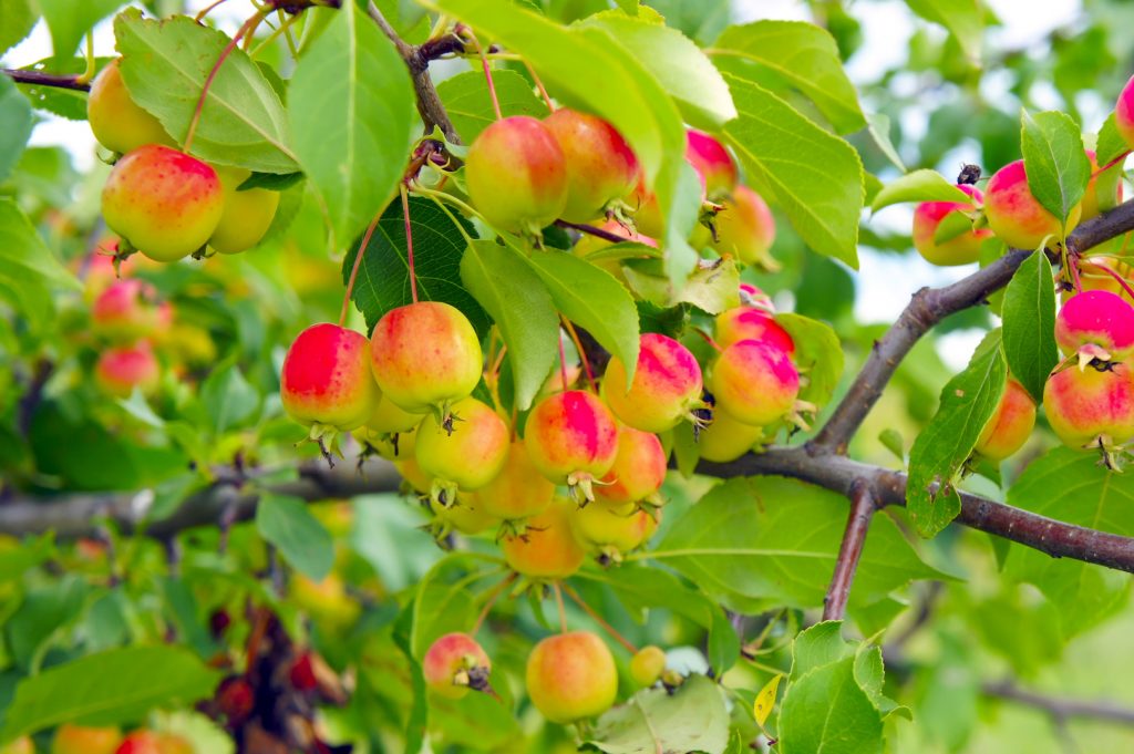 How To Keep Rodents Out Of Your Garden