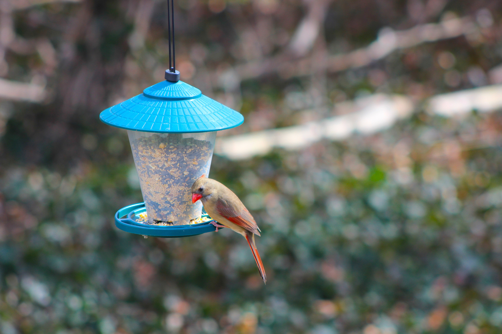 Pest Control 11 Easy Rodent Tips You Will be Thankful For