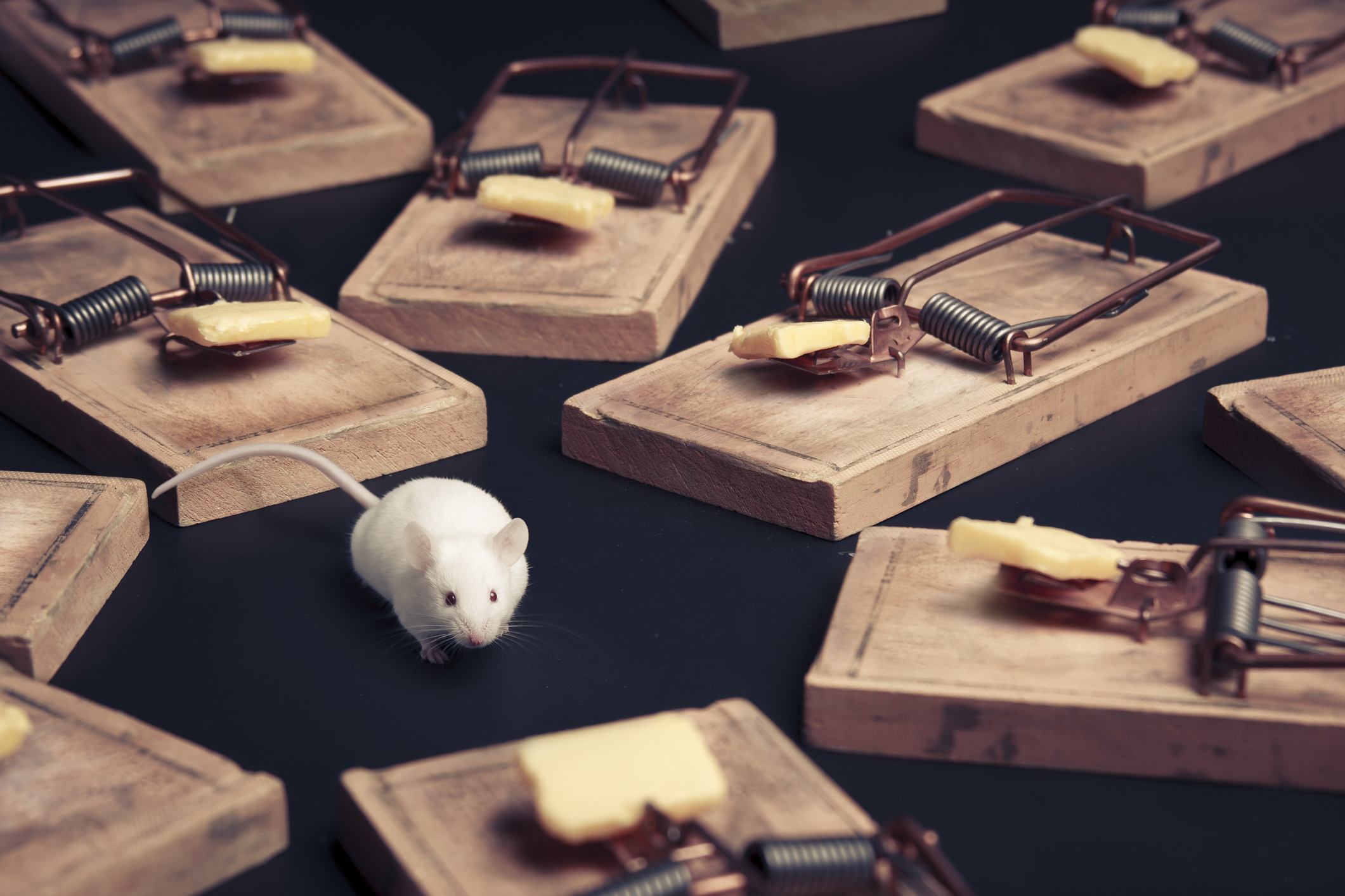 A white mouse surrounded by 10 mouse traps