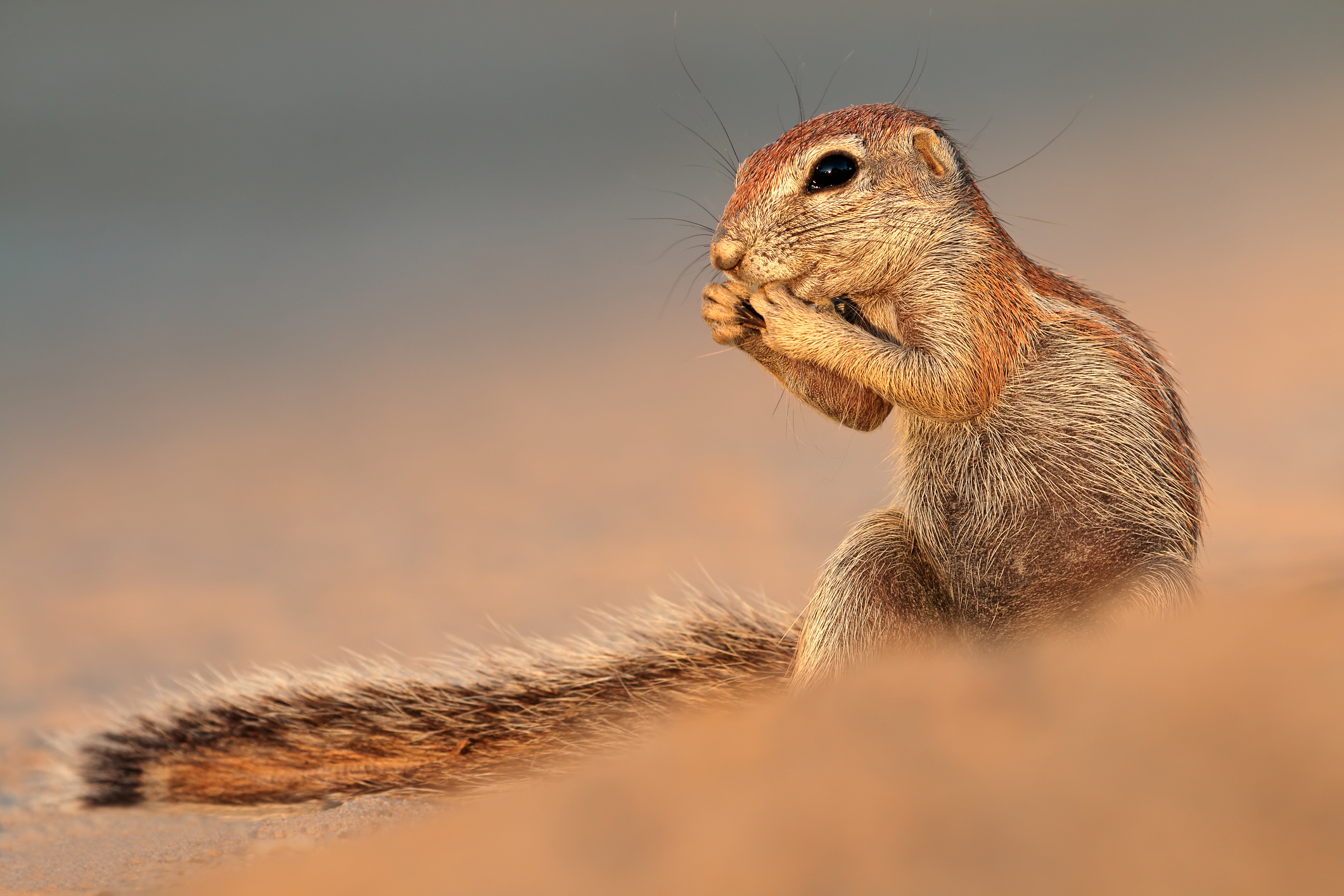 California Ground Squirrel Prevention Tips