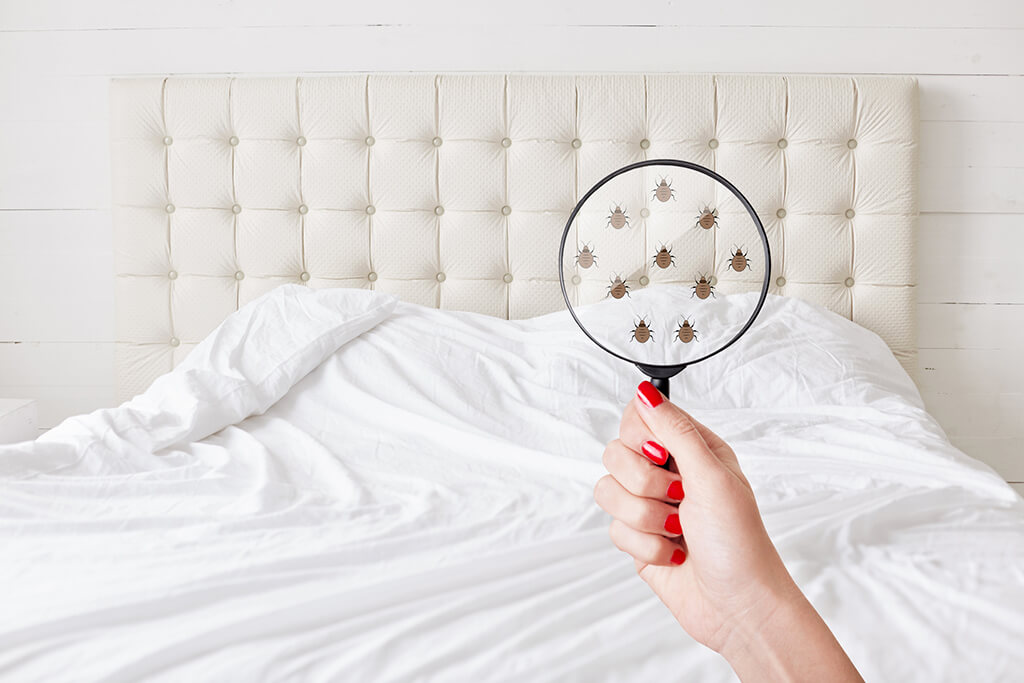 A magnifying glass showing bed bugs on an otherwise clean bed