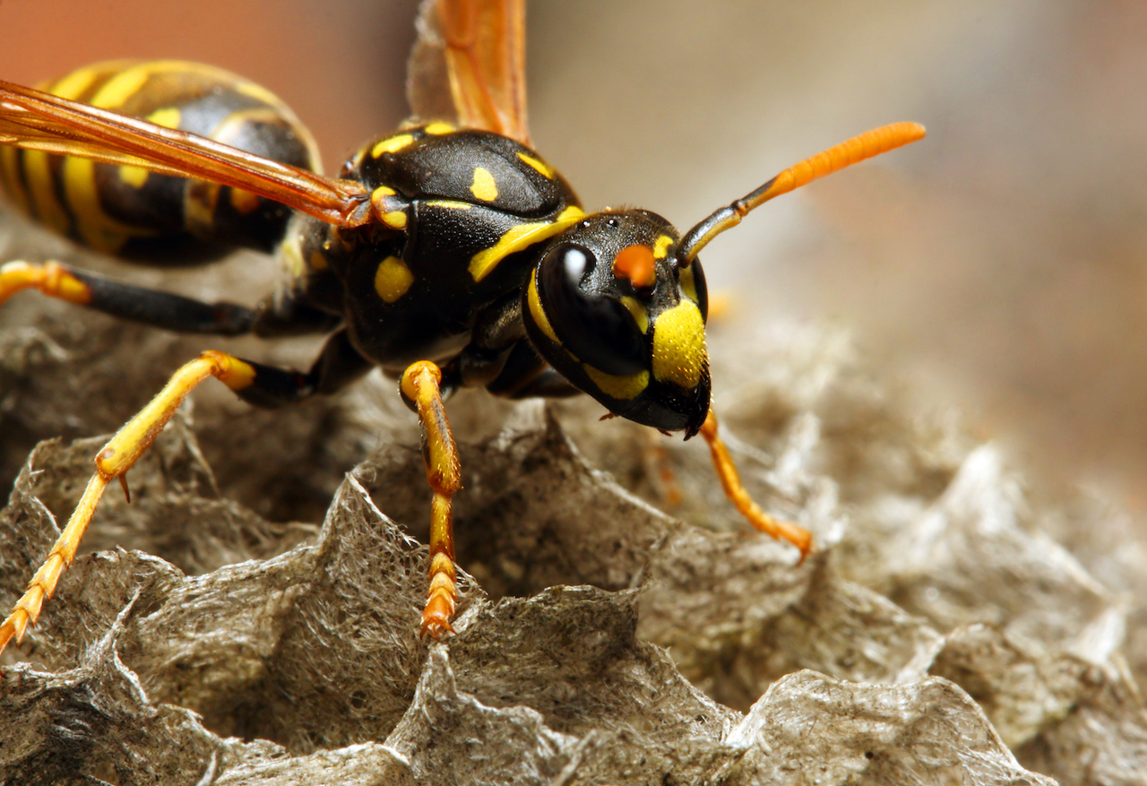 close up of a yellow jacket wasp on a nest